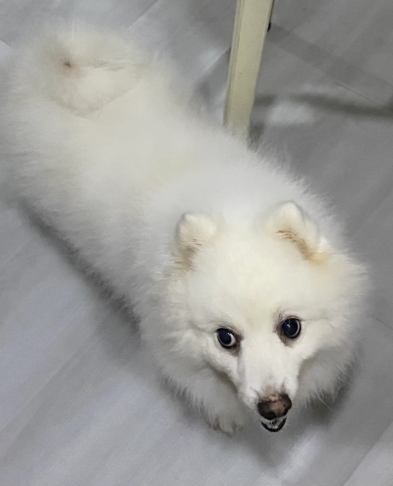 Owner: ChoonKiat Chen